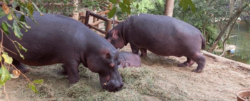 About our hippos